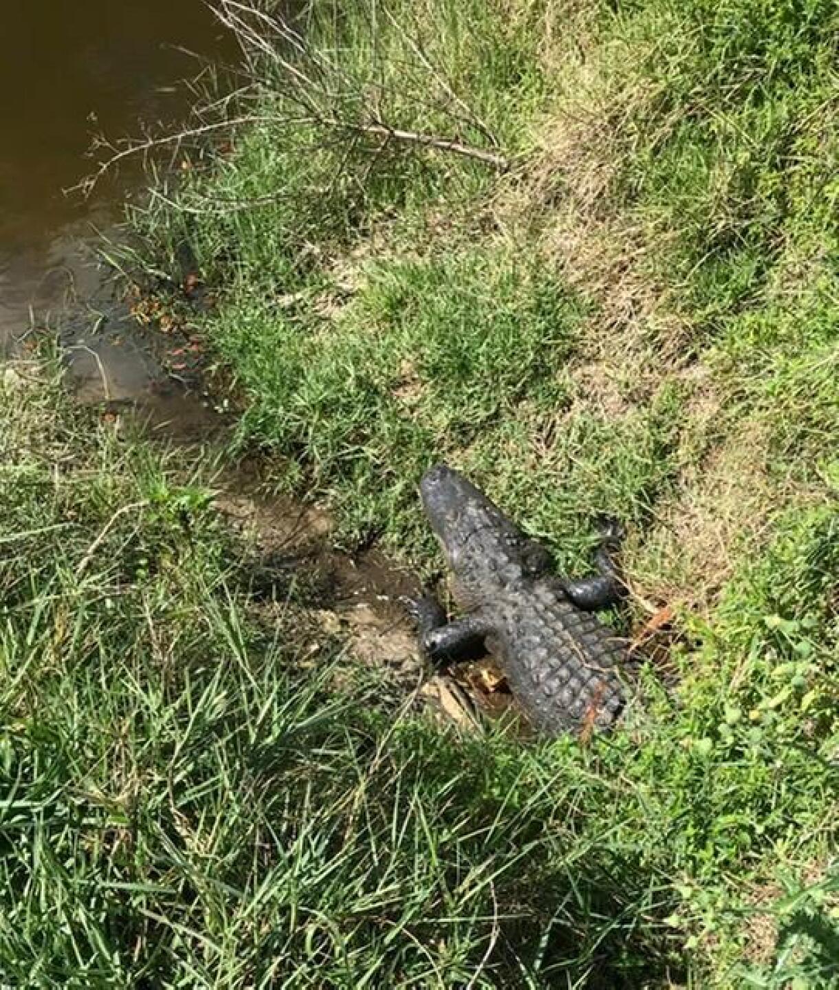 Hole 11 (Photo submitted by Tom4417996 on 02/22/2020)
