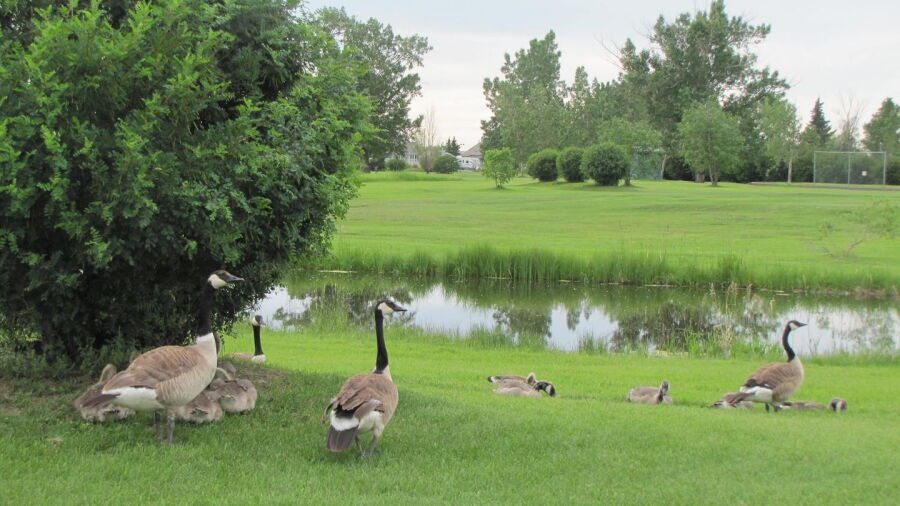 Stettler GCC
