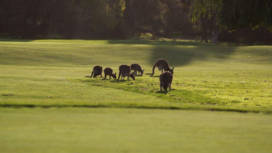 Kangaroos at Melville Glades
