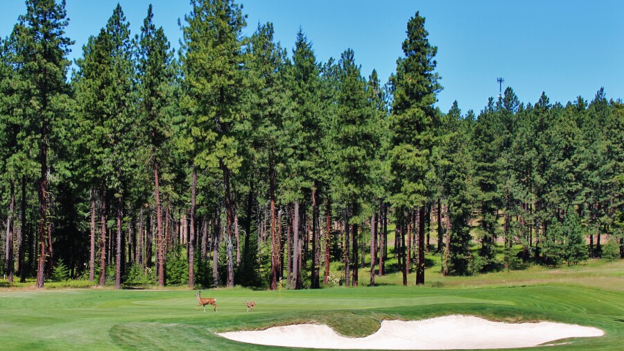 Suncadia Resort - Rope Rider Course - deer