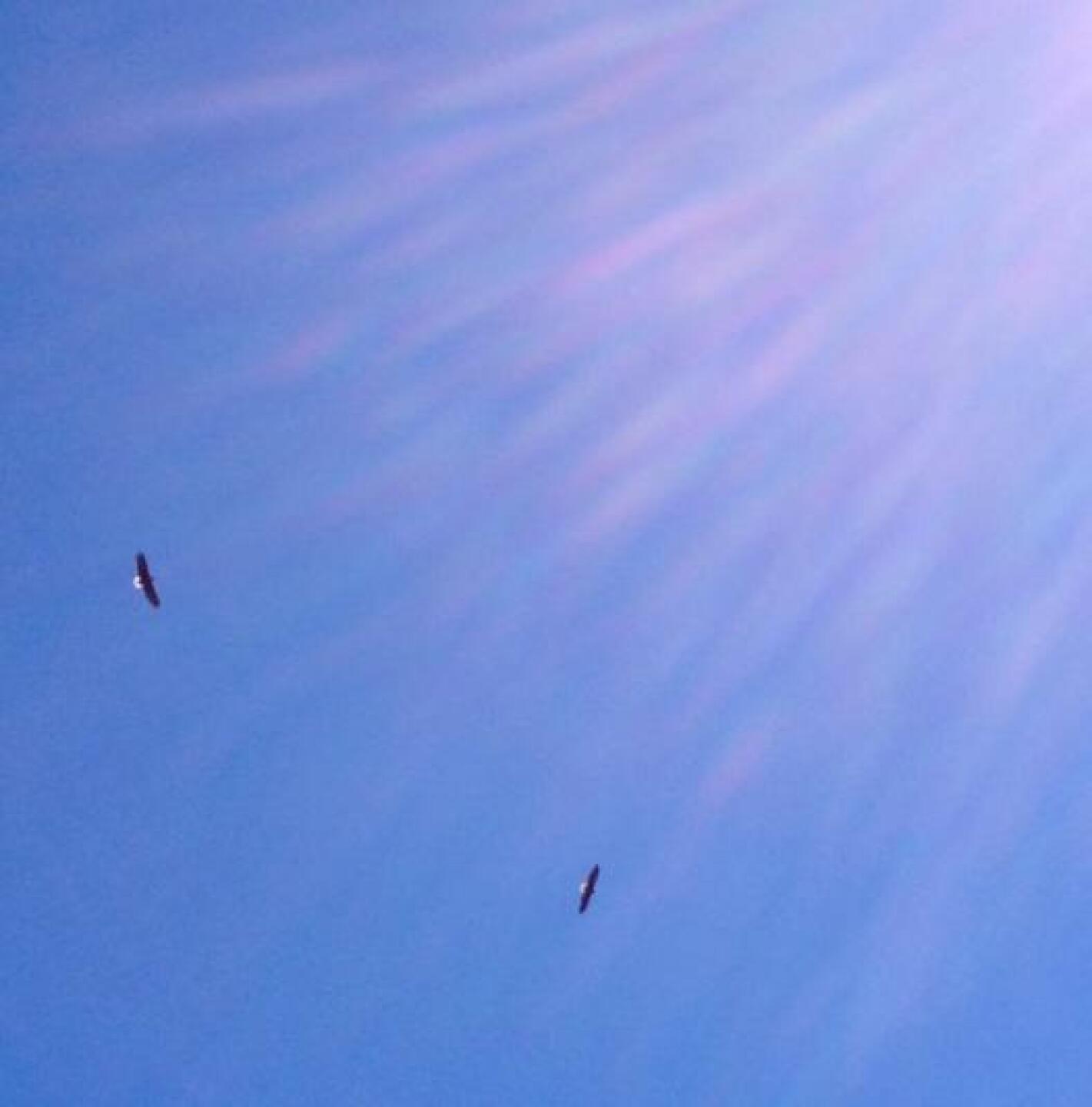 2 of the three bald eagles! In Indiana no doubt! (Photo submitted by Mitchell1077826 on 09/23/2014)