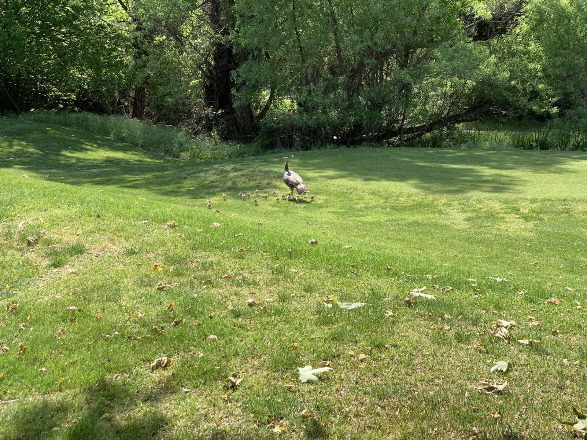 Busy mom (Photo submitted by pfculver on 04/28/2022)