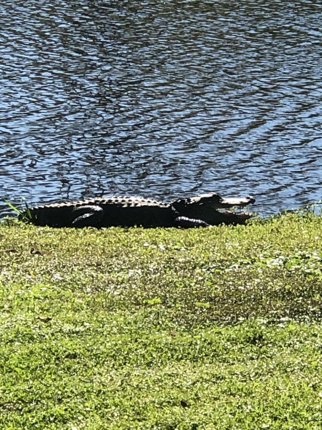 (Photo submitted by karl7274565 on 11/23/2020)