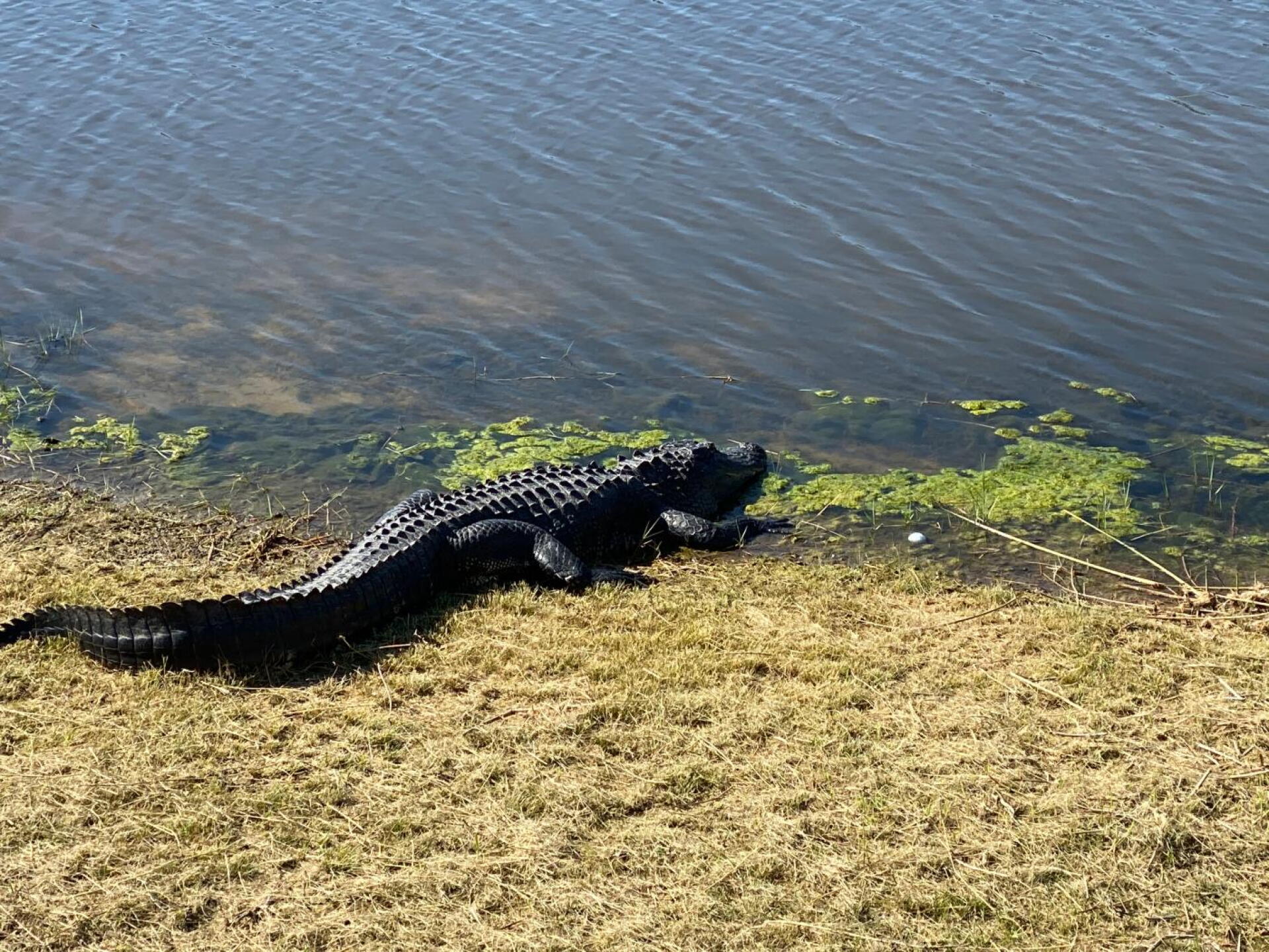 Play the ball as it lies! (Photo submitted by mitchnostrand on 11/29/2019)