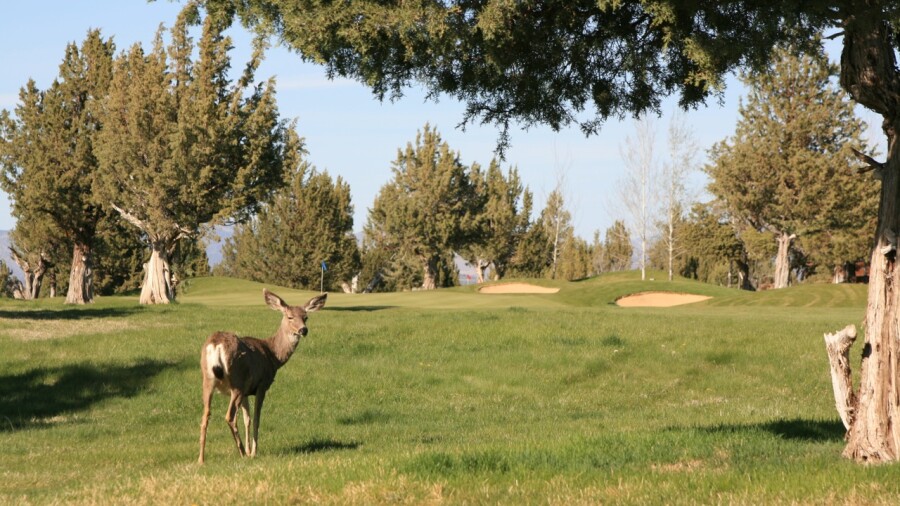 Eagle Crest Resort - Ridge golf course - deer
