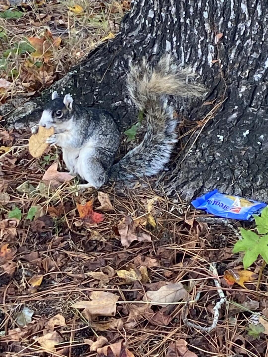 (Photo submitted by MarkSMarkF on 11/16/2021)