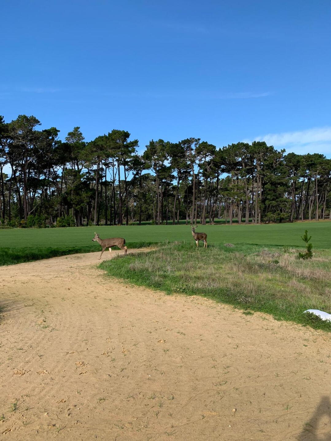 Deer crossing on Hole #3 (Photo submitted by Johnmaino on 01/15/2019)