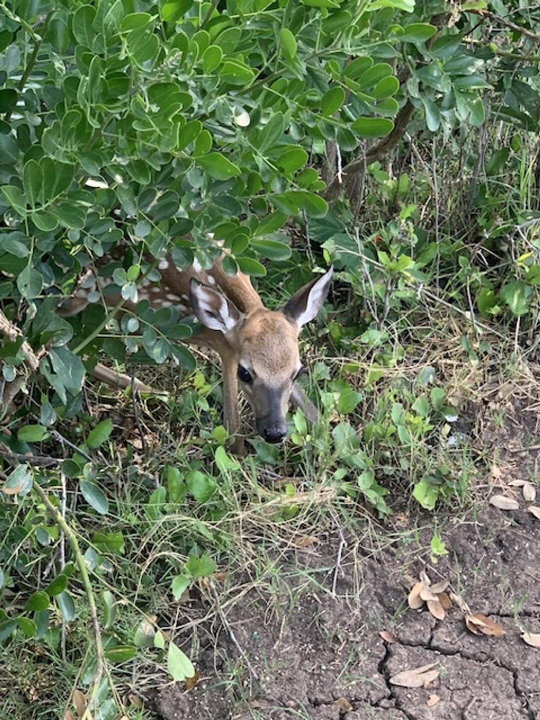 Bambi's everywhere! (Photo submitted by u643454789 on 07/05/2023)