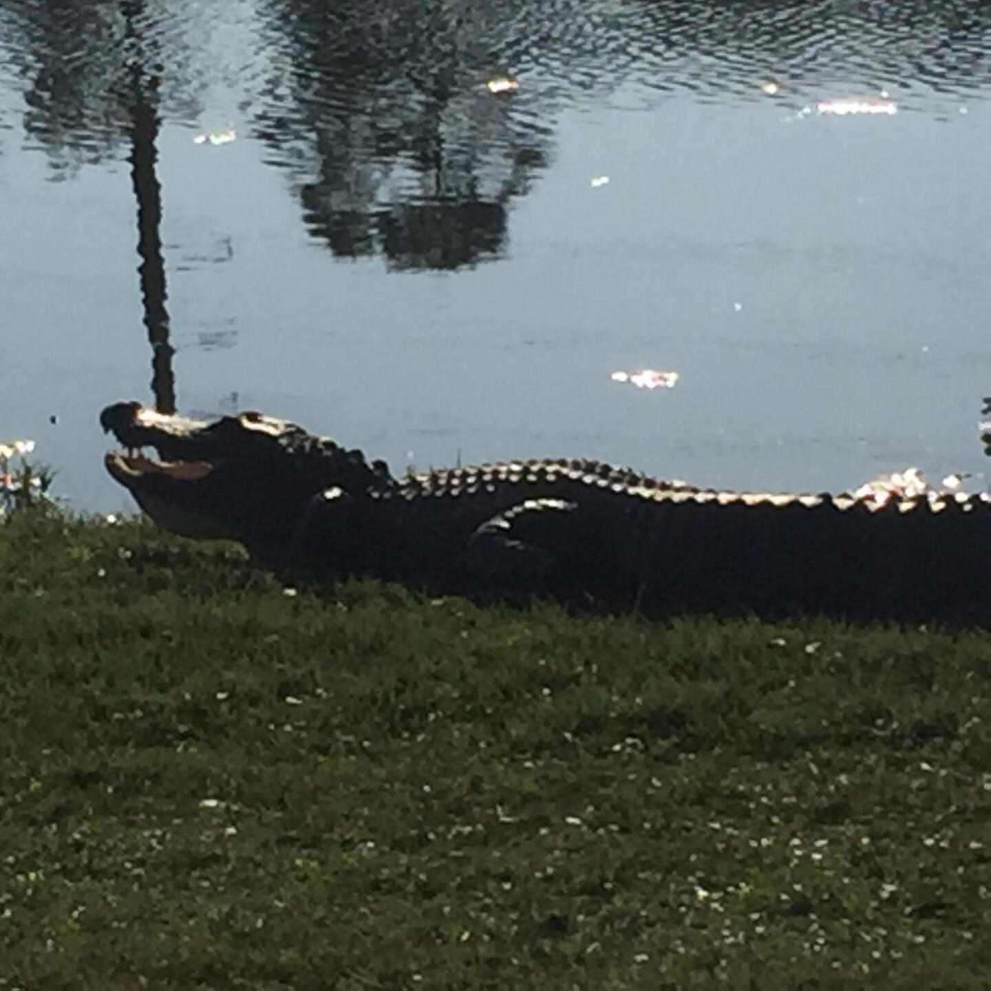 Ranger on 18 fairway (Photo submitted by u527982809 on 12/25/2017)