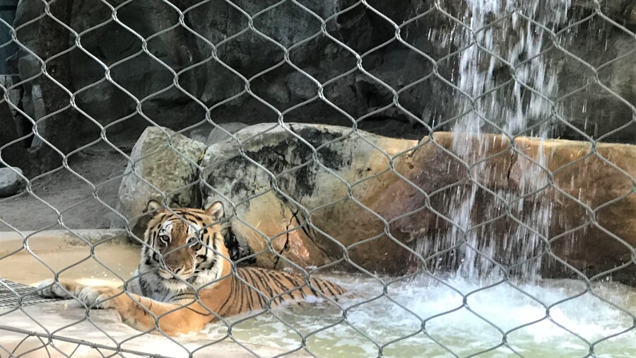 Siegfried & Roy's Secret Garden and Dolphin Habitat - tiger