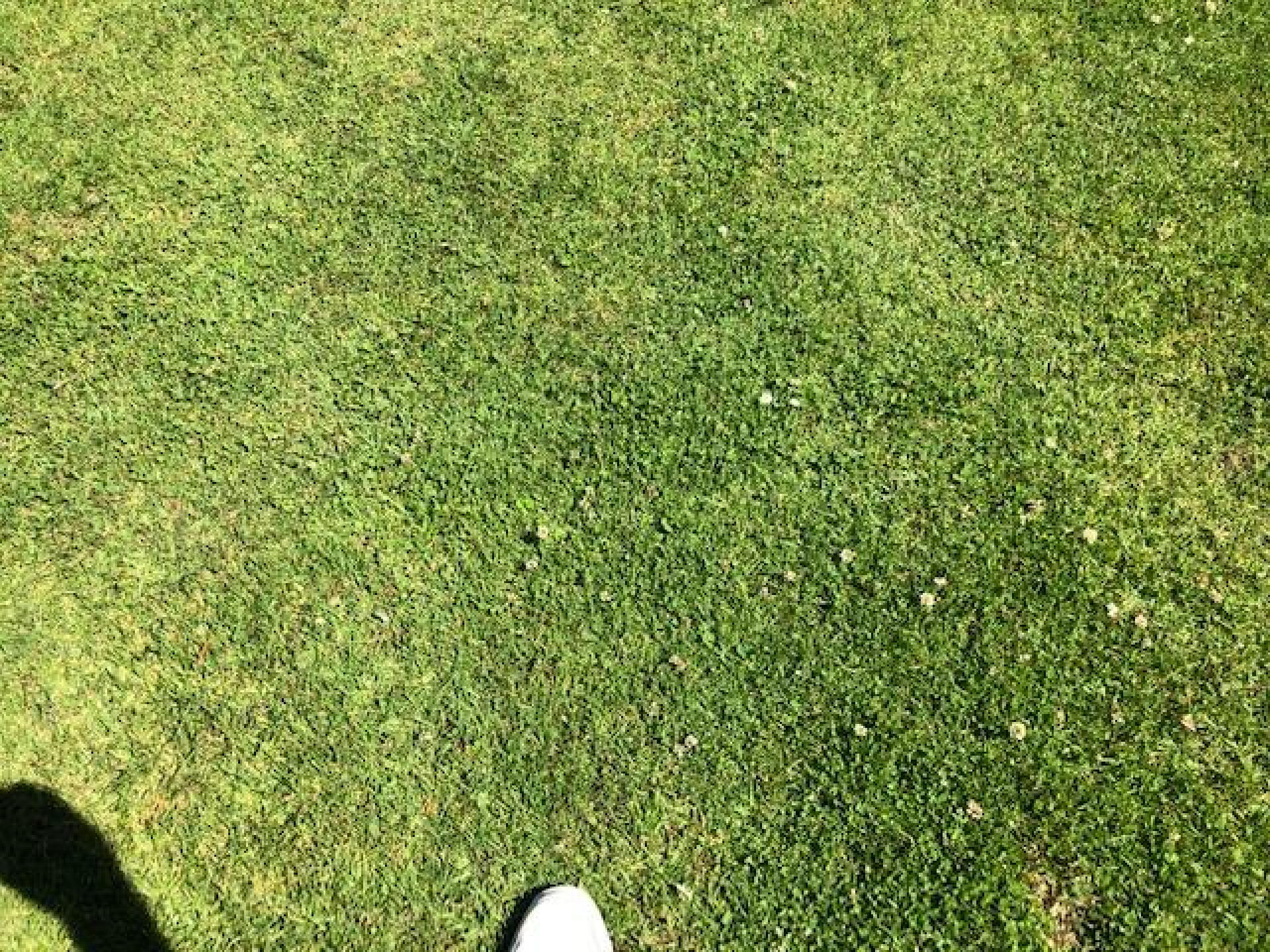 A few decent lies in the fairway, too! (Photo submitted by Gremlingolfer on 06/03/2019)