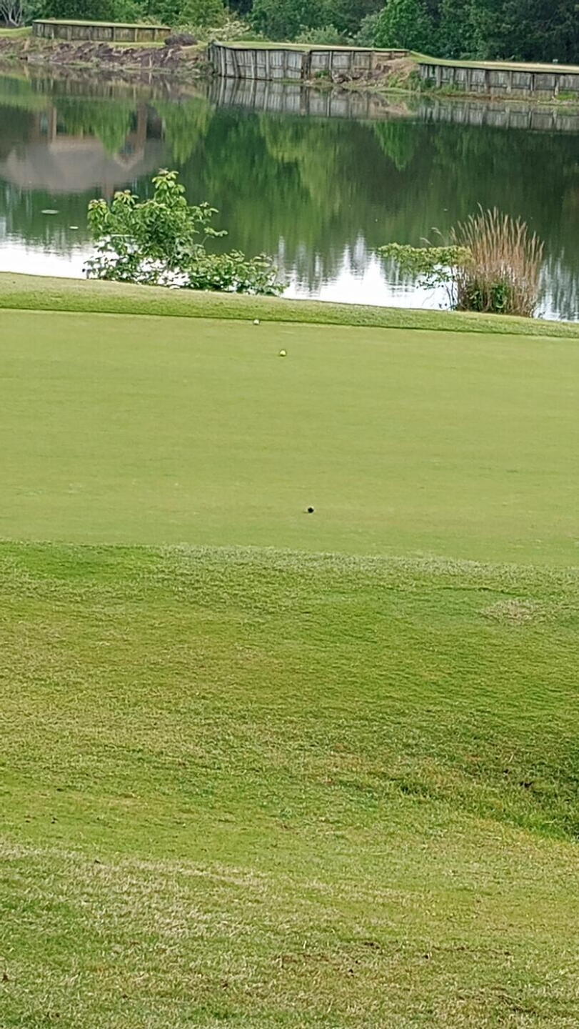 Greens are decent (Photo submitted by u232980240 on 05/07/2024)