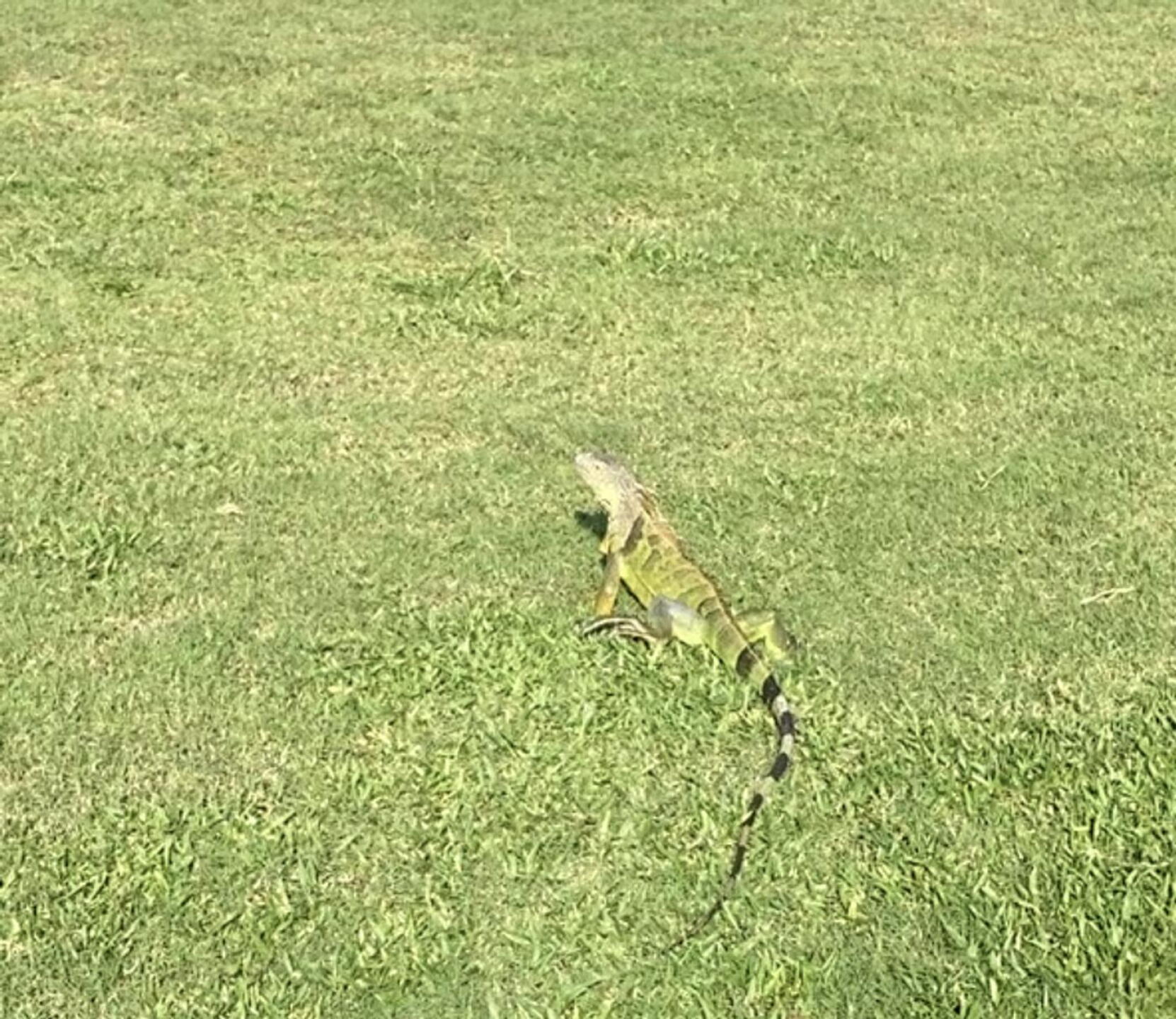 Jurassic Golf ! (Photo submitted by u314163565575 on 11/13/2022)