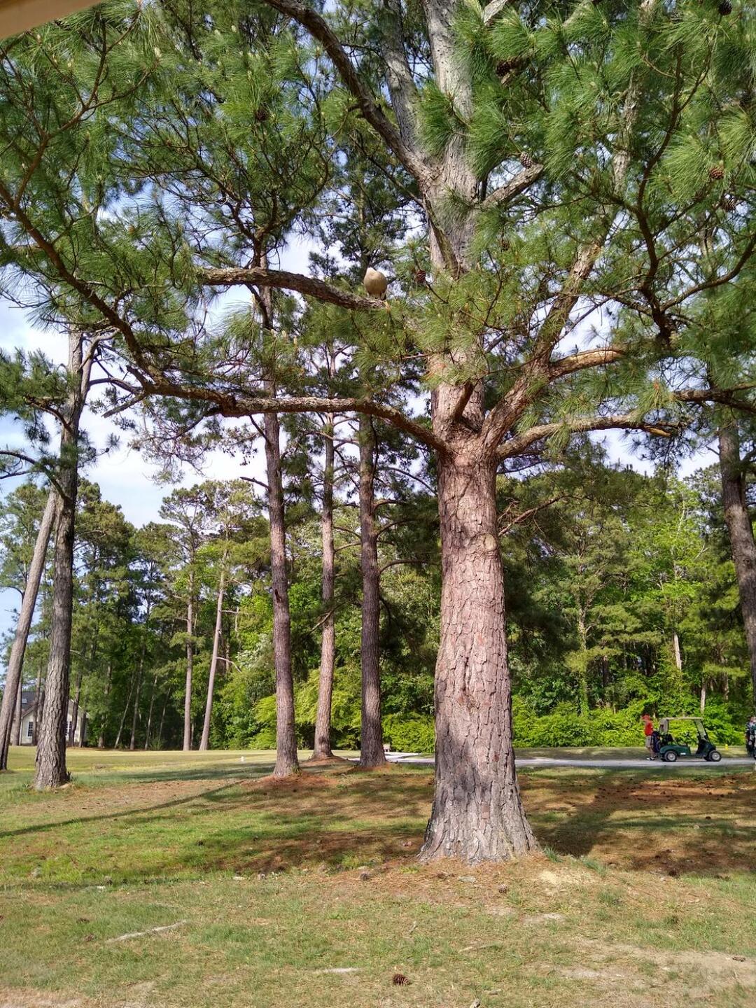 (Photo submitted by goschman on 04/29/2021)