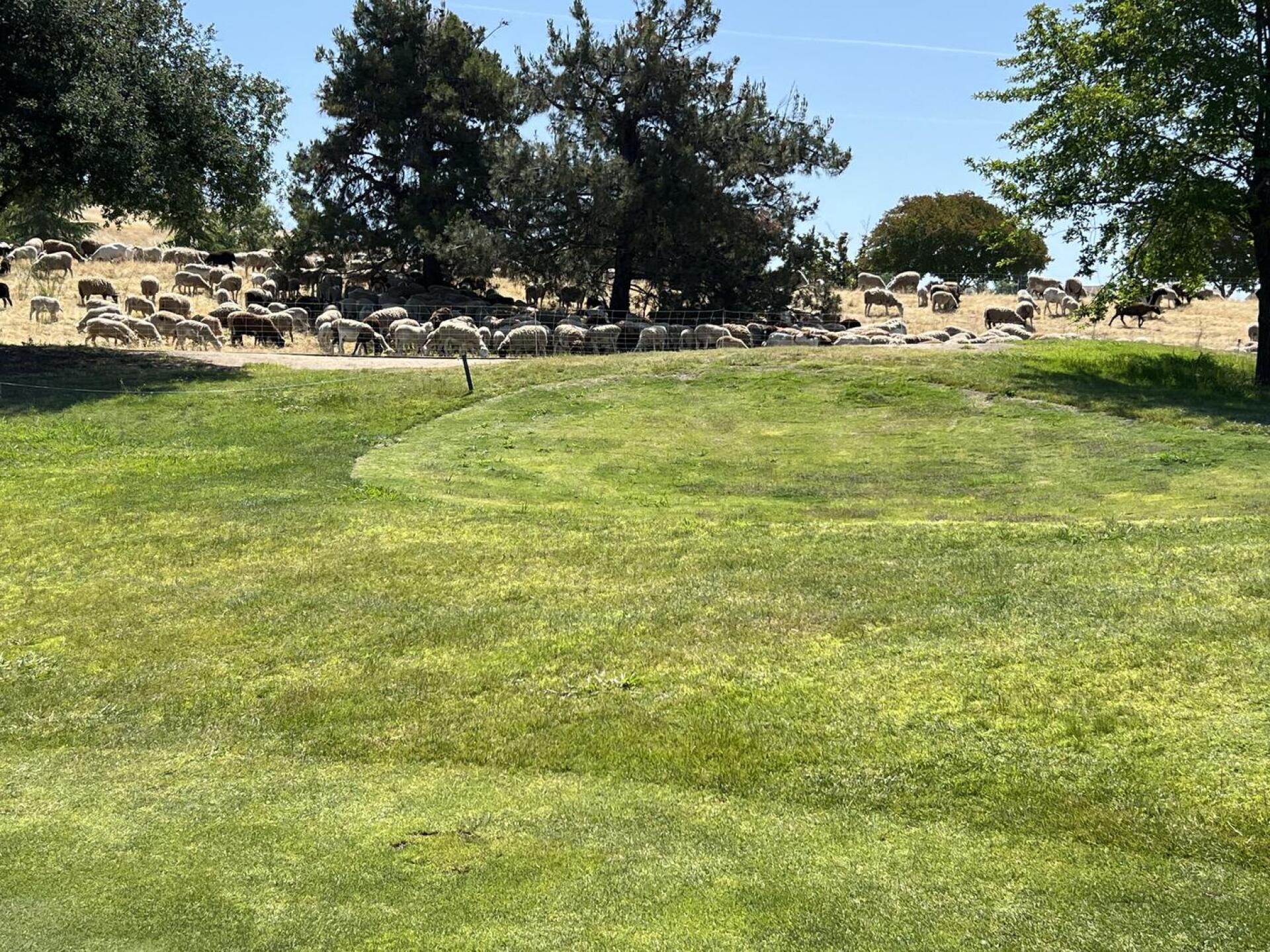 (Photo submitted by 916bababooey on 06/03/2023)