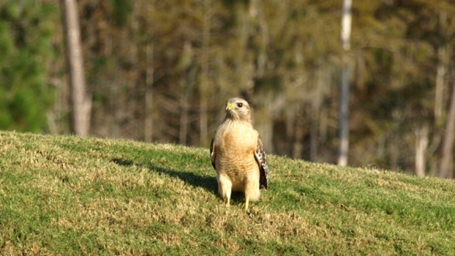 Grand Cypress Resort's New Course - hawk