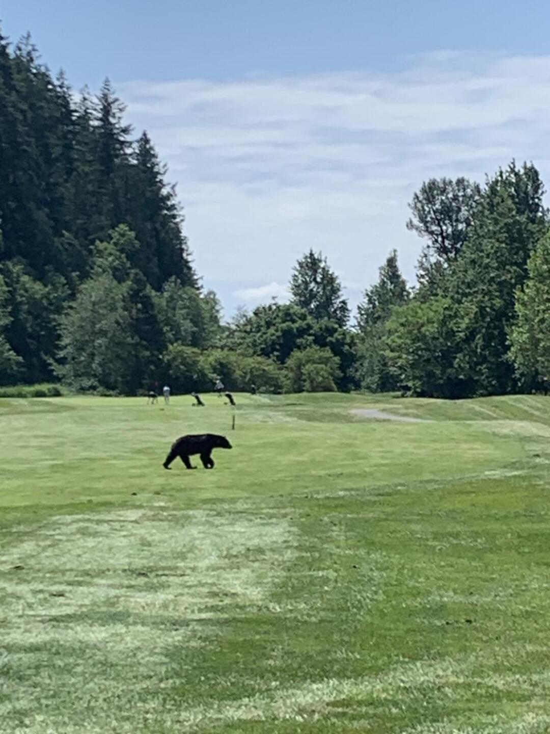 No interest in us golfers (Photo submitted by Terrymeyer on 06/05/2025)