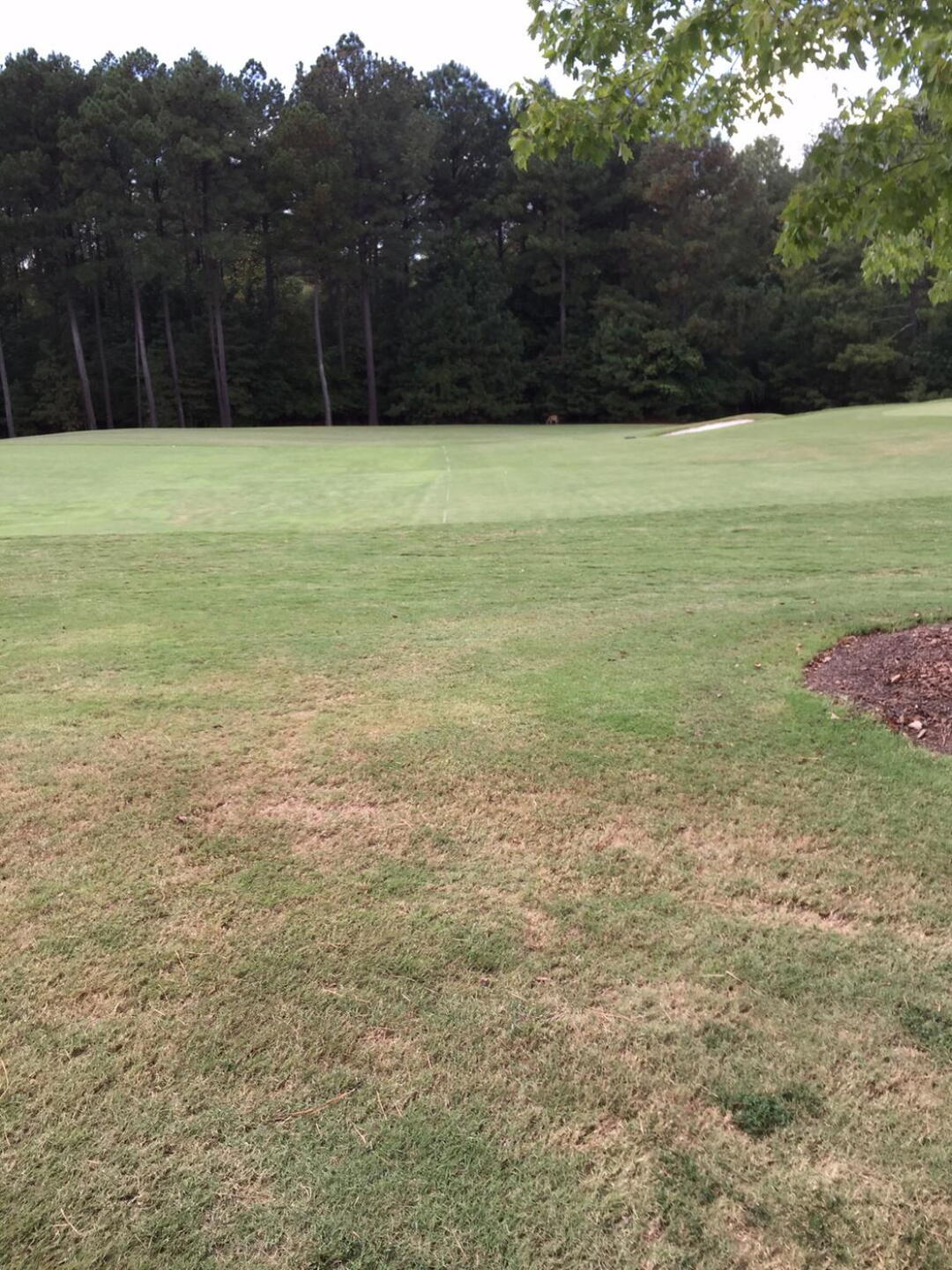 Wildlife look close (Photo submitted by Speedblade54 on 09/09/2015)