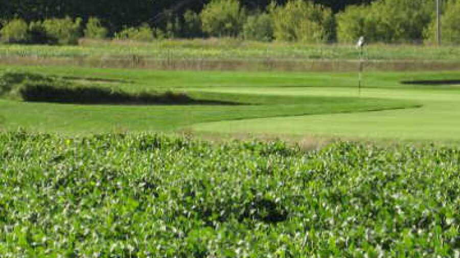 Royal St. Patrick's GC: #12