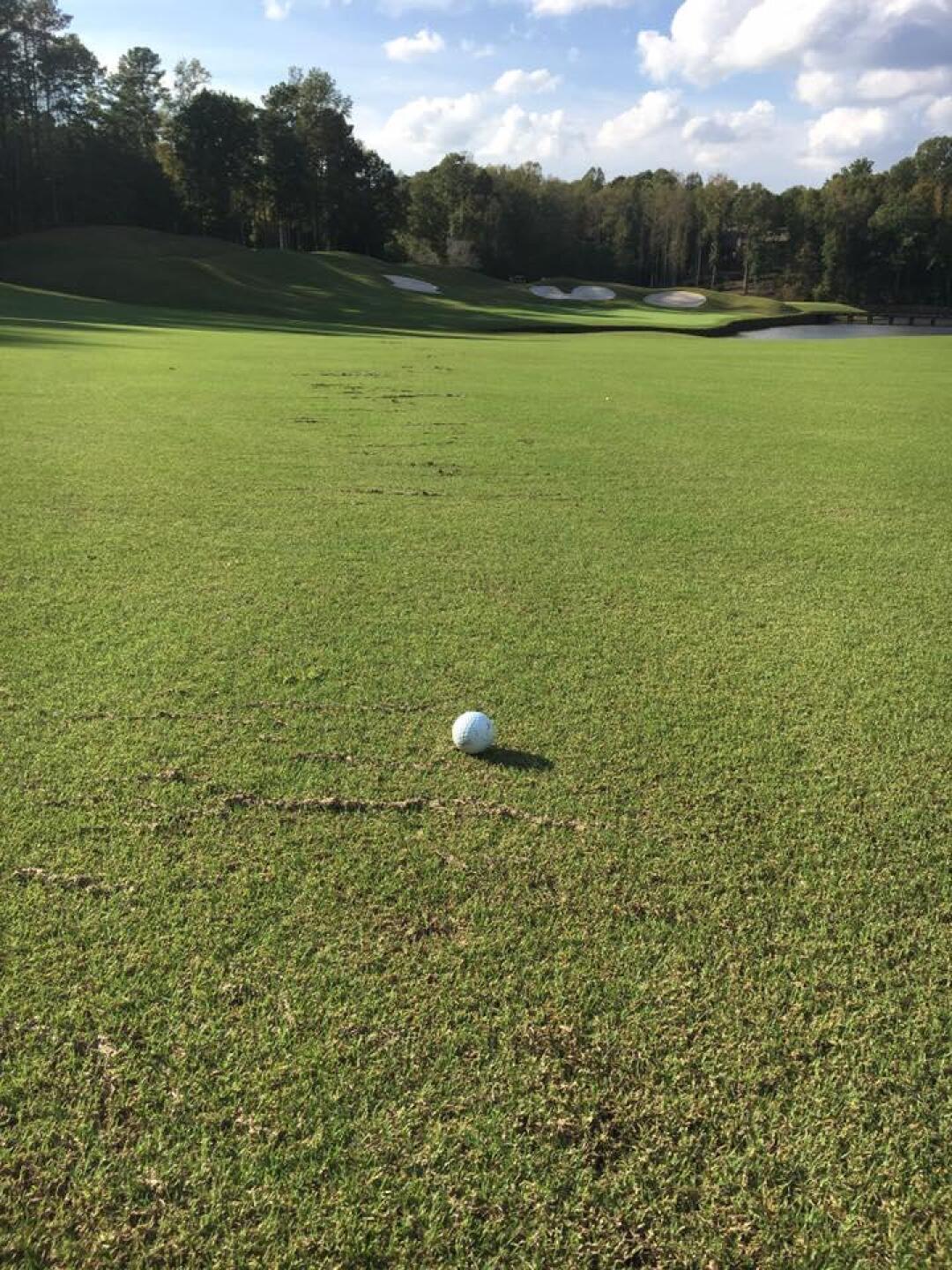 (Photo submitted by pmawyer on 10/23/2017)