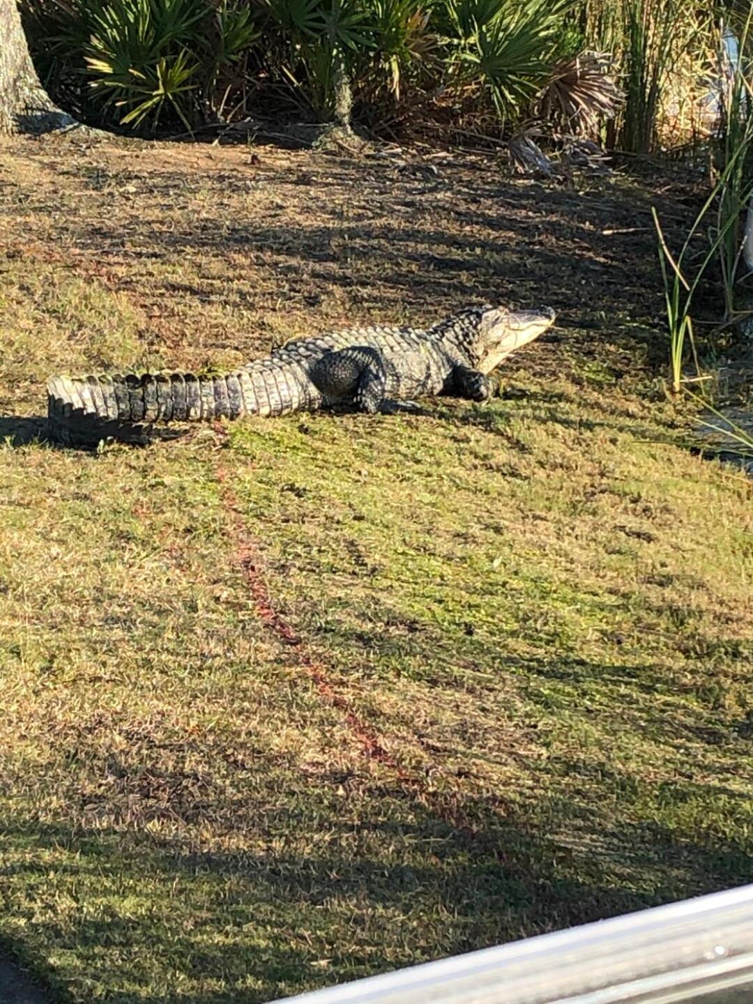 Big Al moves from pond to pond (Photo submitted by KTSK on 12/06/2019)