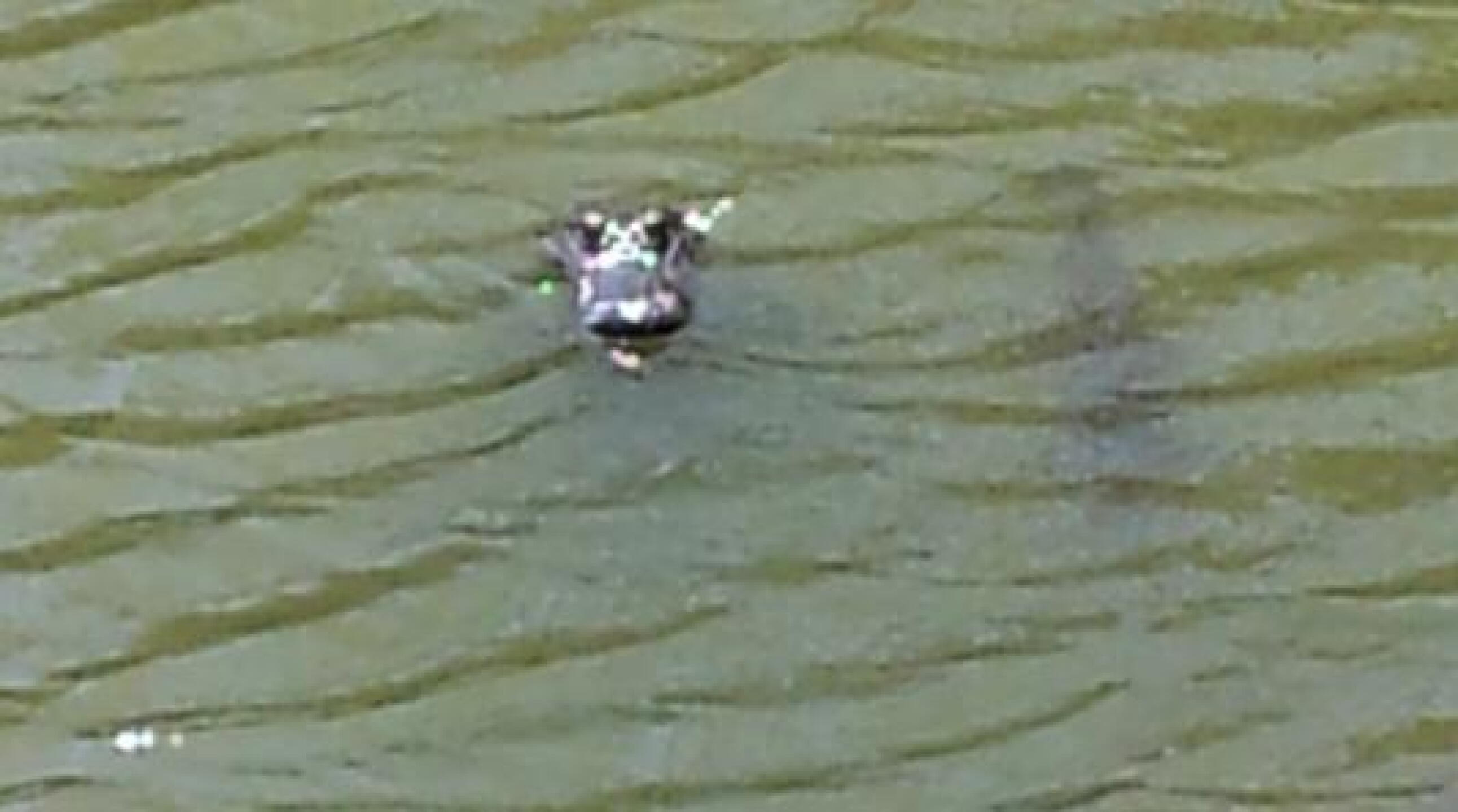 gator and garfish (Photo submitted by singtall on 03/16/2013)