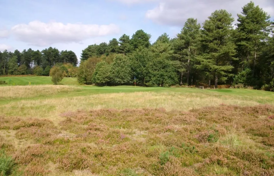 Moors Valley rough