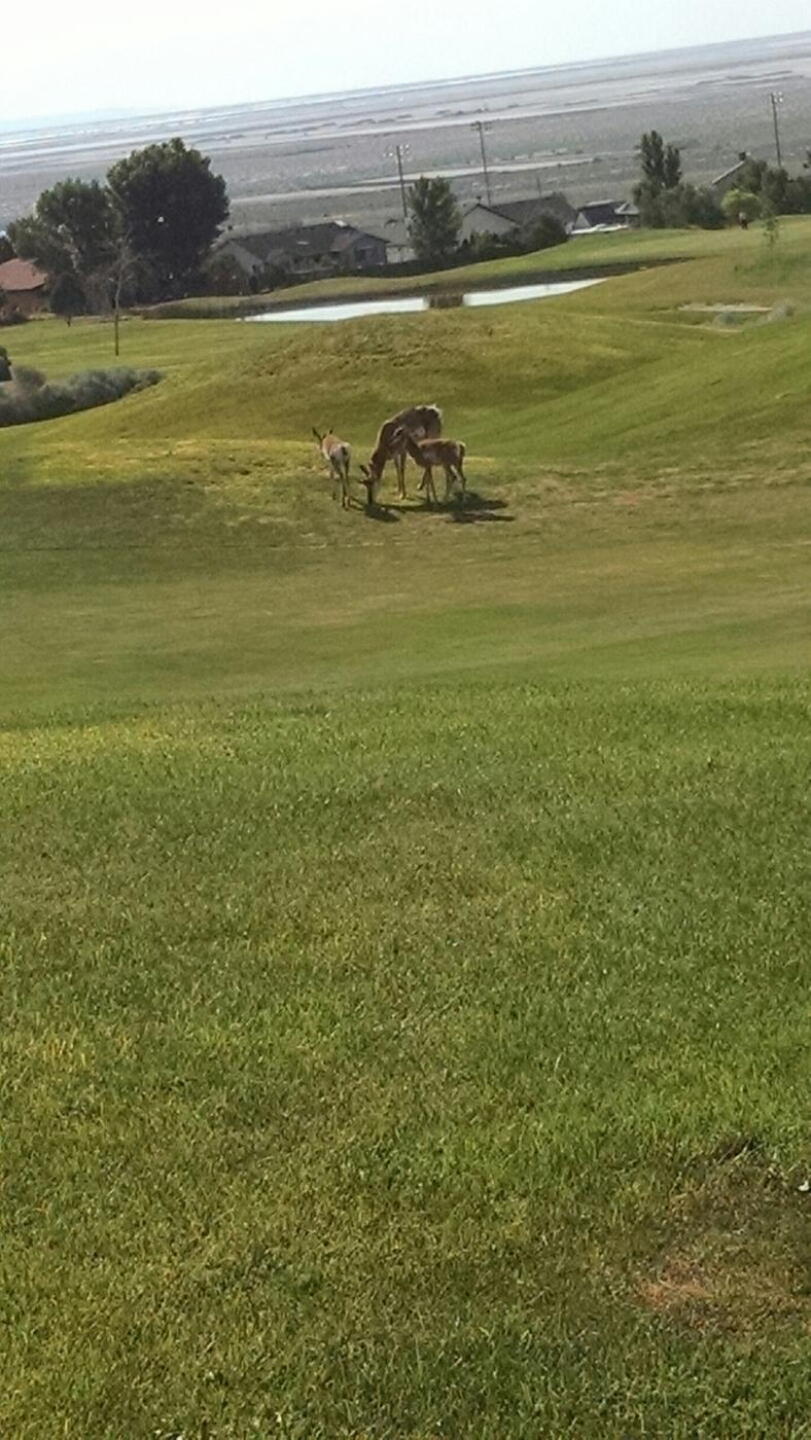 Doe Antelope with Babies (Photo submitted by DennisPrice on 07/04/2015)