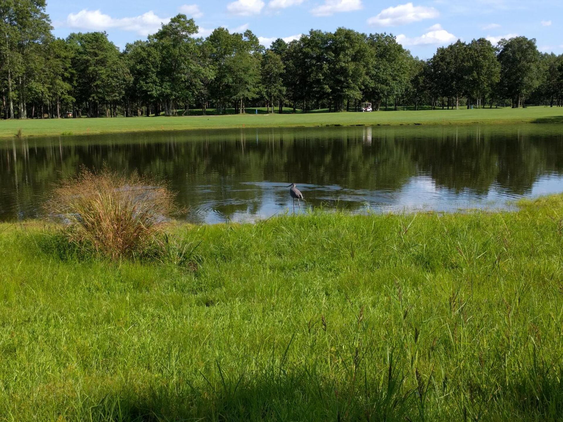 A Blue Herron at The Course!!! (Photo submitted by u601903317 on 09/05/2017)