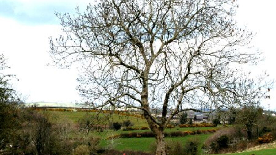 Mayobridge GC