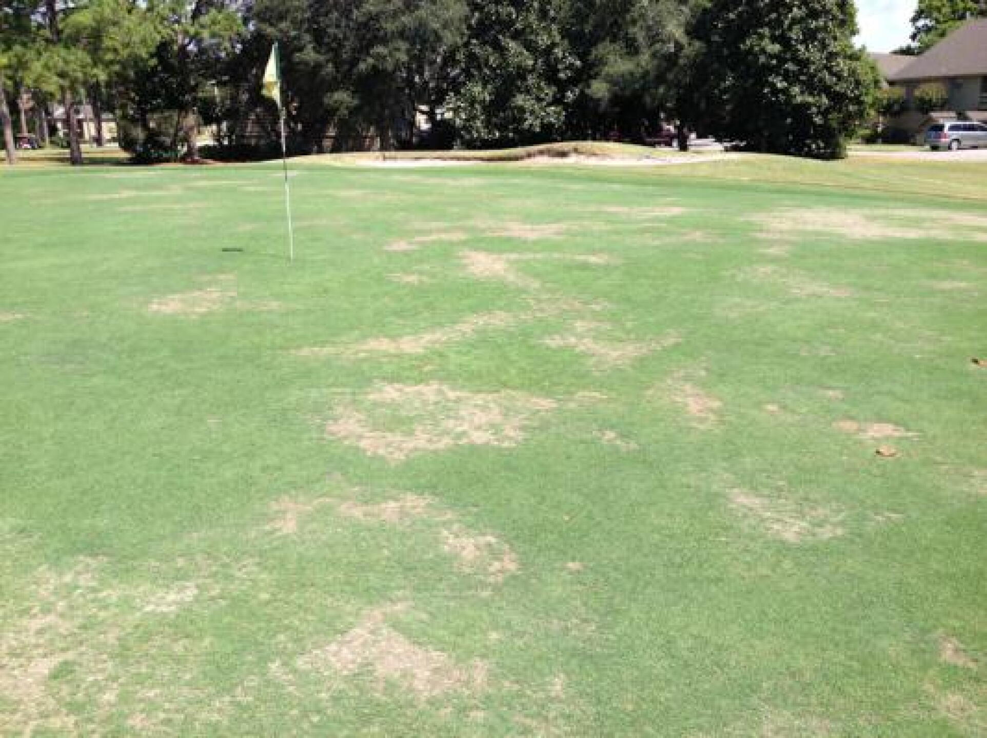 Typical Green (Brown) (Photo submitted by Outbreak on 09/20/2013)