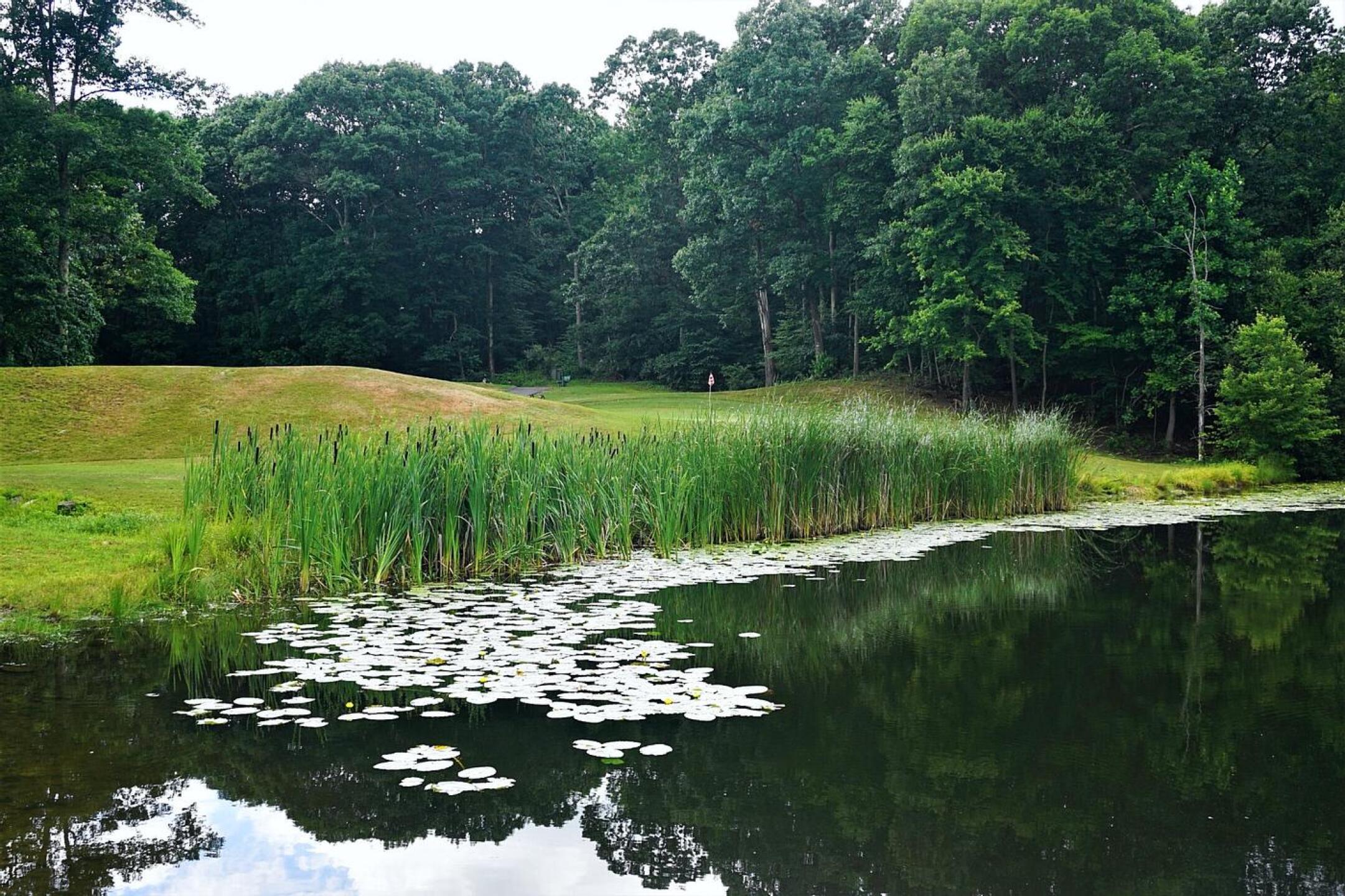 The twelfth: Short par-4 with this pond, ably defending the raised green. (Photo submitted by AptlyLinked on 07/08/2022)