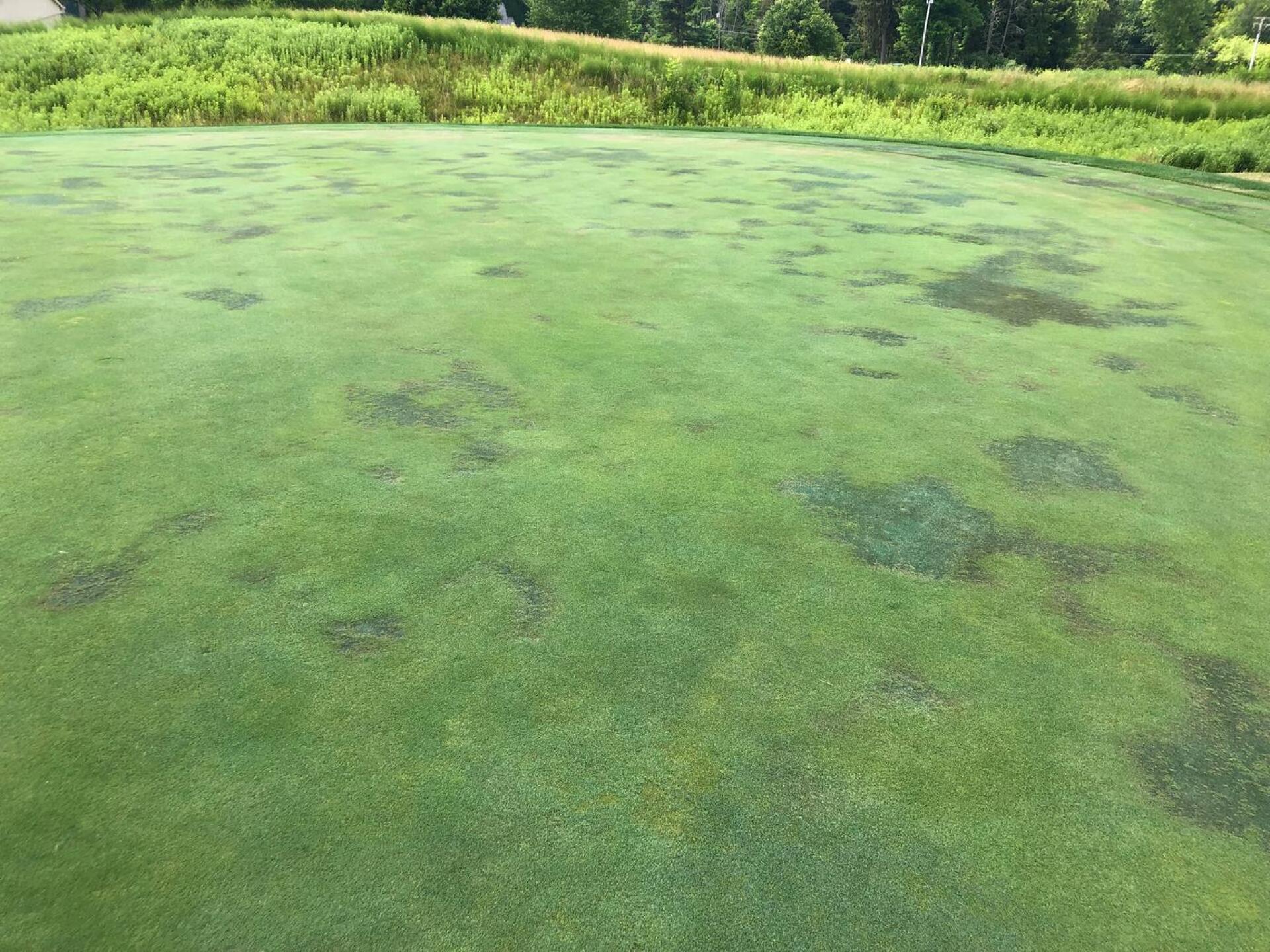 Diseased Greens (Photo submitted by u000007342916 on 07/03/2022)
