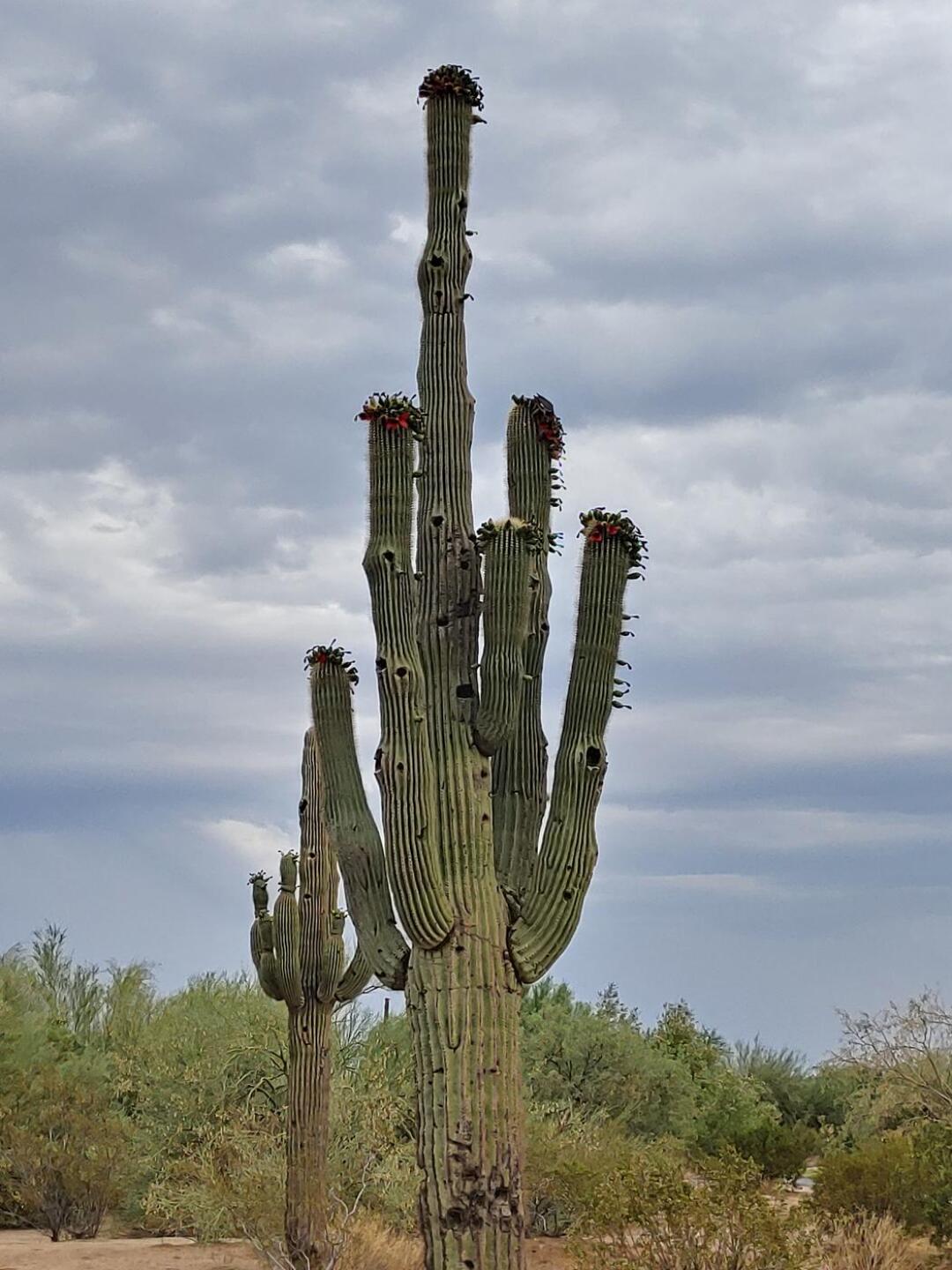 (Photo submitted by EarlJr on 06/30/2021)