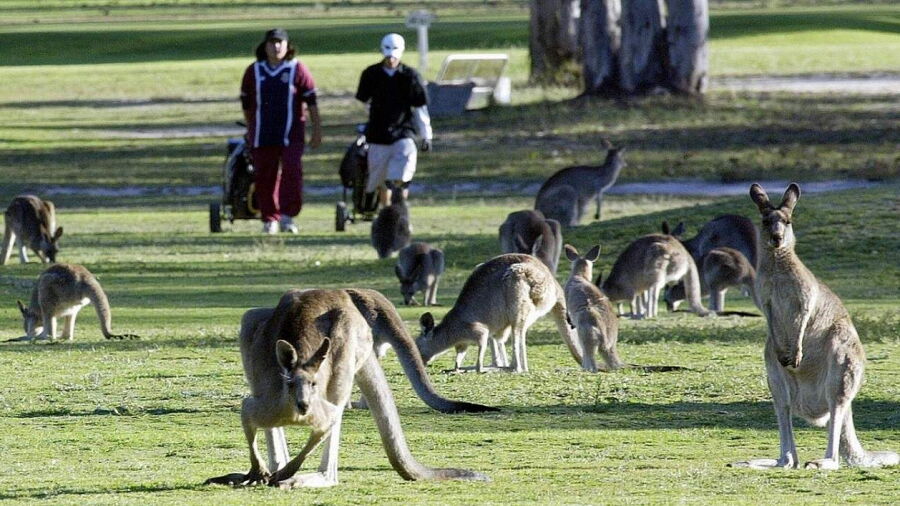 Stanthorpe Golf Club kangaroos