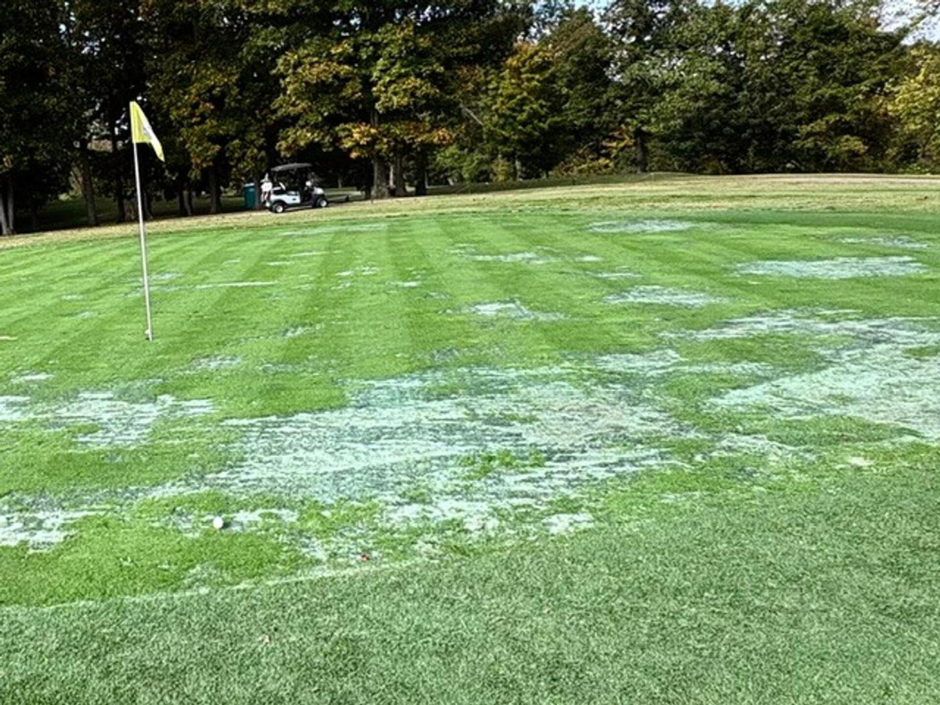 Greens Need Help! (Photo submitted by Jon6010396 on 10/15/2026)
