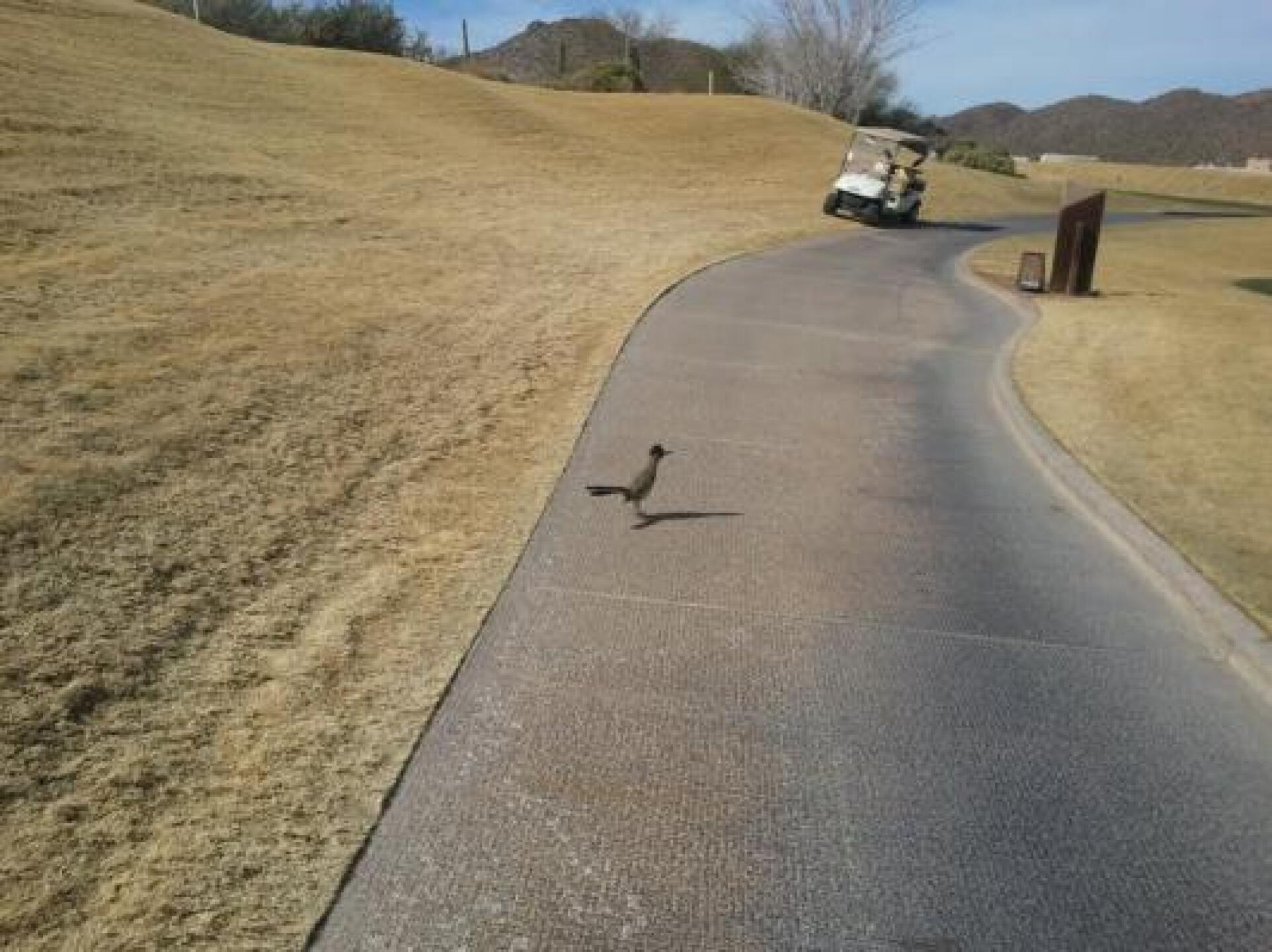 Roadrunner (Photo submitted by azwildcat127 on 01/19/2013)