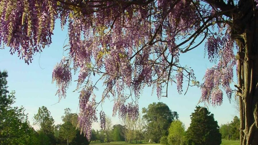 Highland Park CC