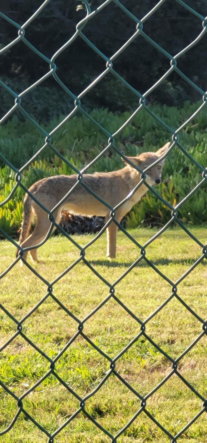 Coyote (Photo submitted by u314163323877 on 09/17/2022)