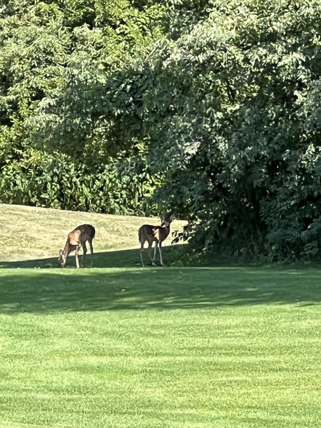 (Photo submitted by u314163267959 on 08/13/2022)