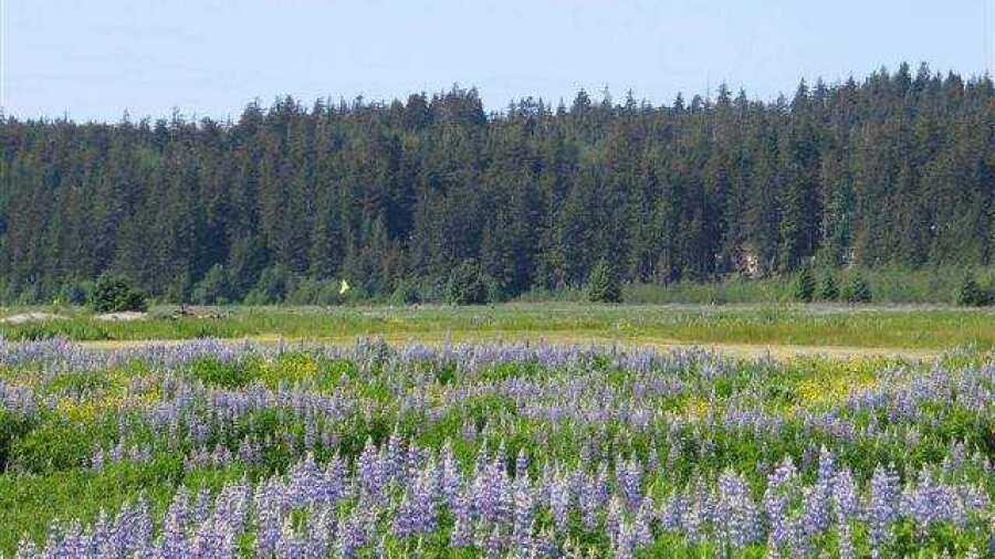 Mendenhall GC