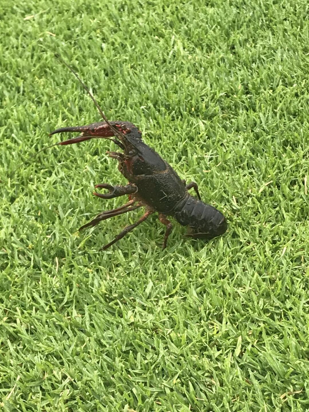 This was a huge crayfish on the 3rd green, saw two more after this!! (Photo submitted by u4071754 on 07/04/2021)