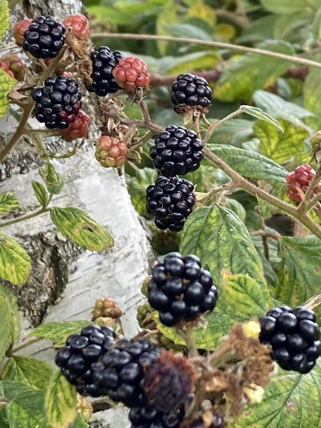 (Photo submitted by Togolfornottogolf on 08/23/2023)