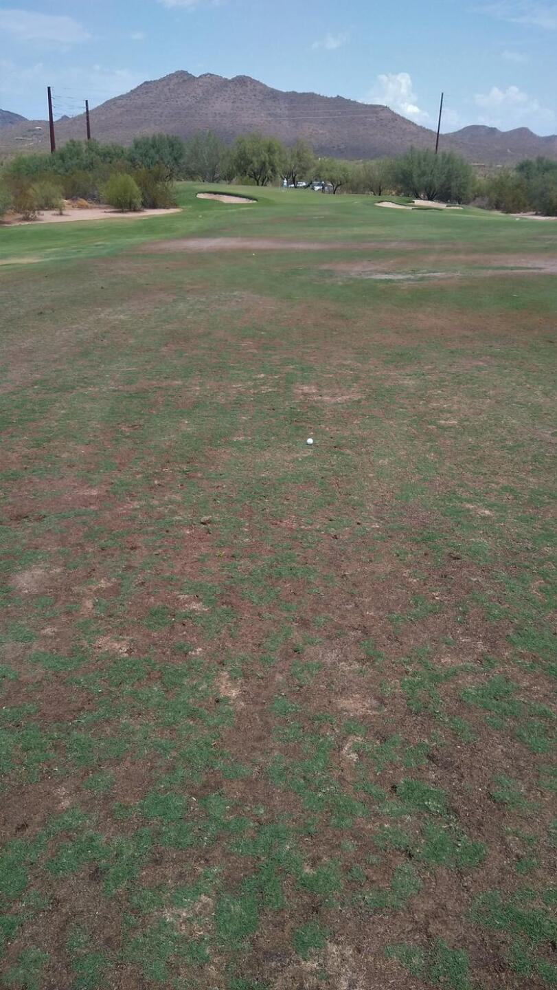 7/16/2021 Fairway (Photo submitted by tarifachris on 07/16/2021)