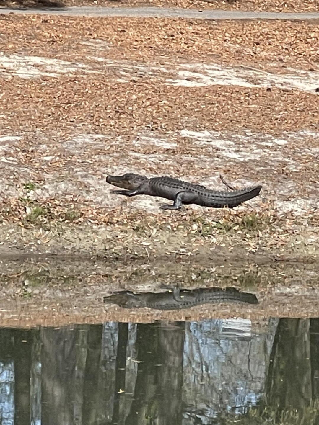 Lots of gators (Photo submitted by daveclem1974 on 03/25/2023)
