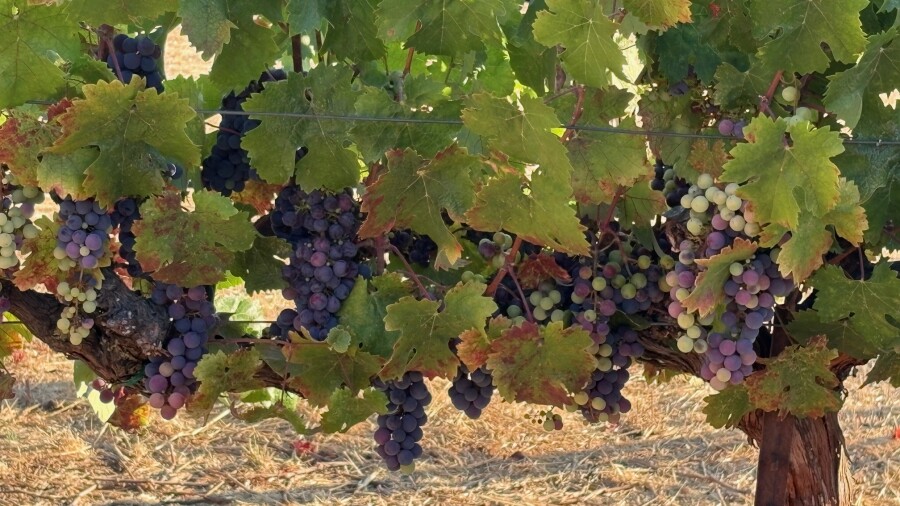 CordeValle Winery - grapes 