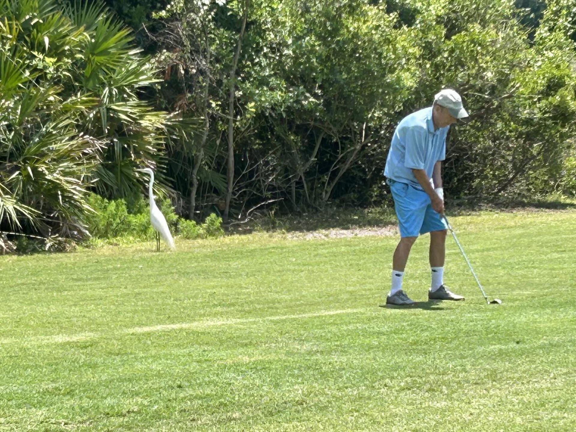 heron on front 9 (Photo submitted by 2gD9JNH2Ti9oRqR2VXxE on 04/25/2024)