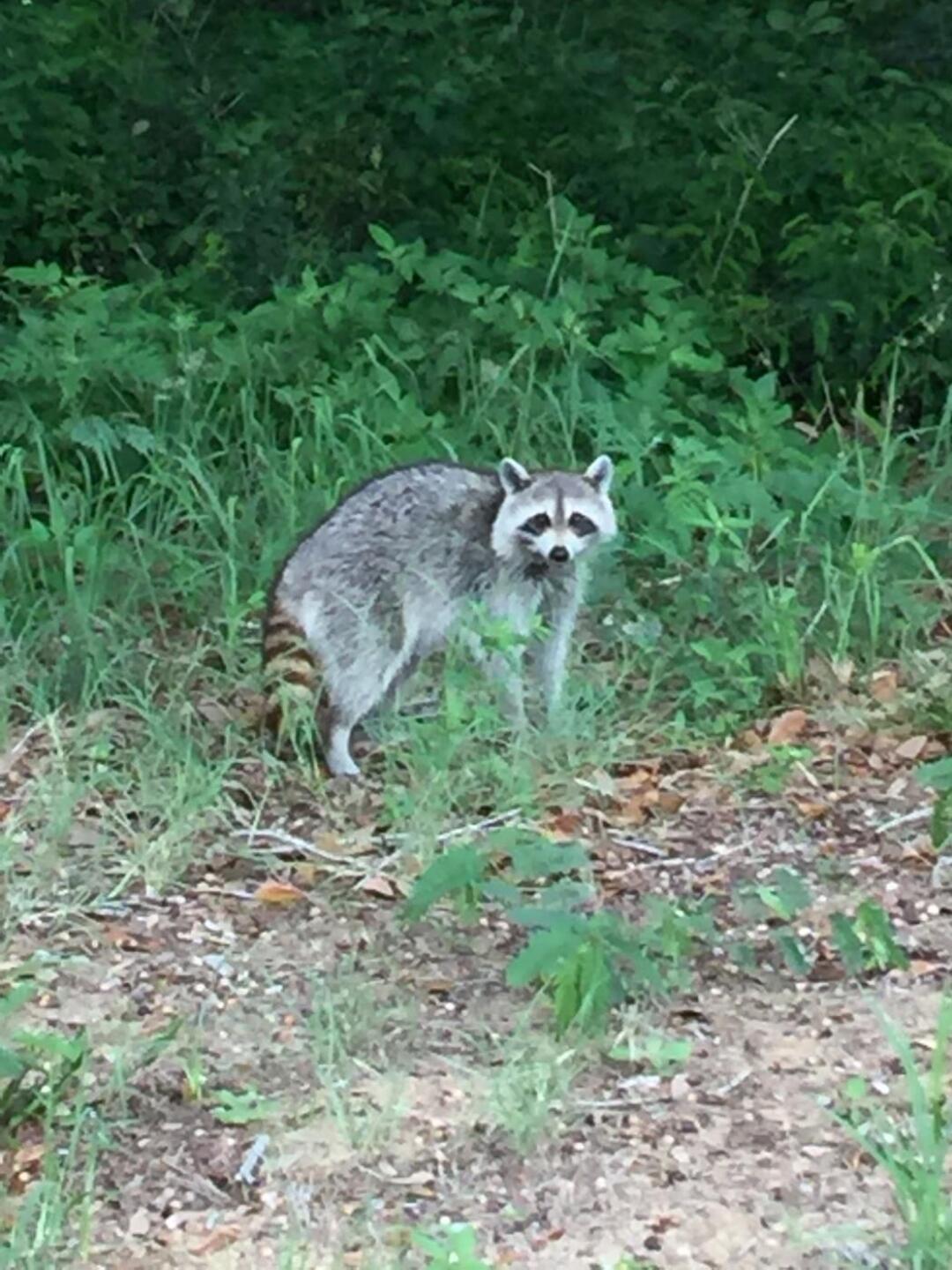 (Photo submitted by 0009243 on 05/30/2019)