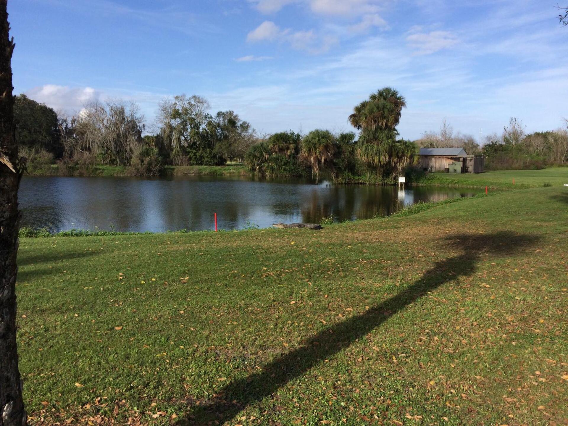 gator gallery on 11 (Photo submitted by realtorman71 on 12/31/2015)