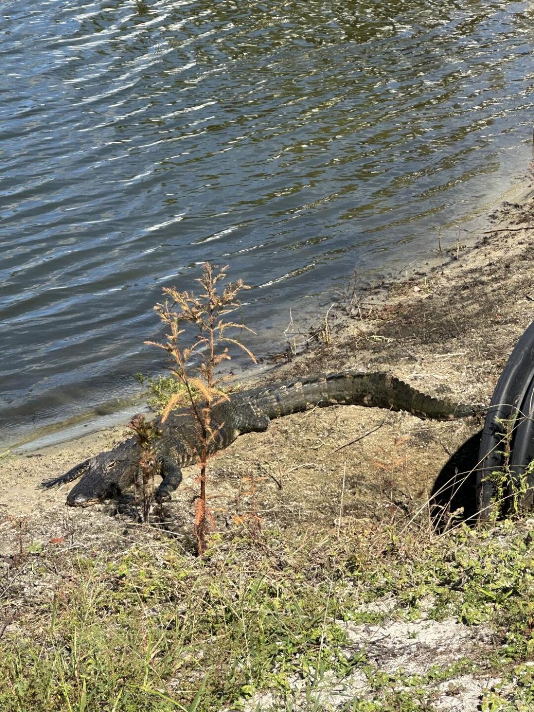 Gator right before the tee box on #1.   They won’t bother you if you don’t bother them! (Photo submitted by Corty on 10/26/2025)